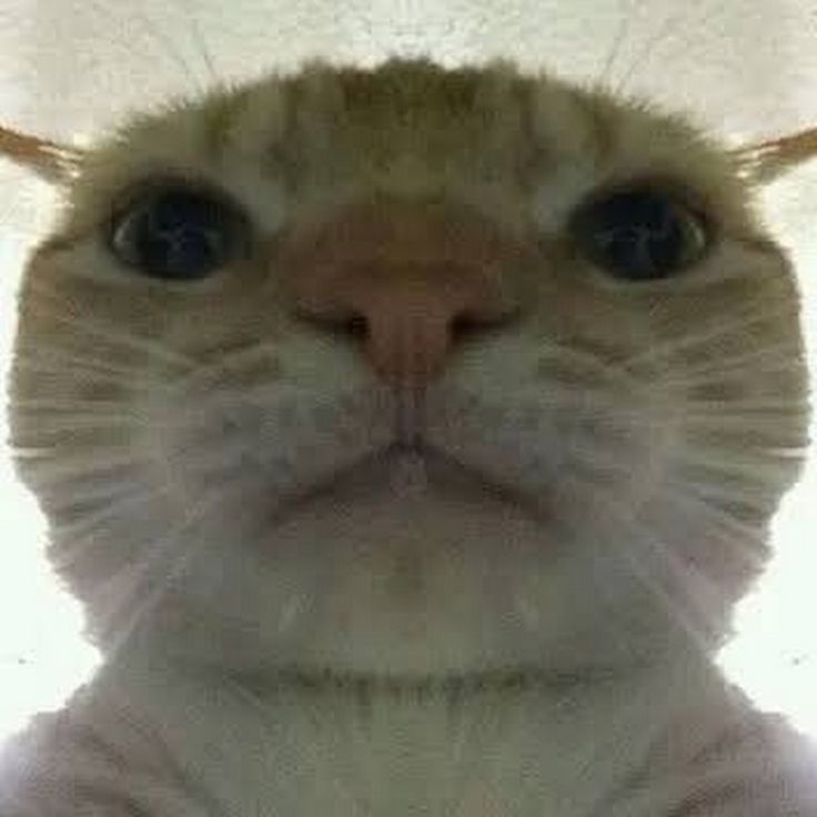 Silly Cat Sticker